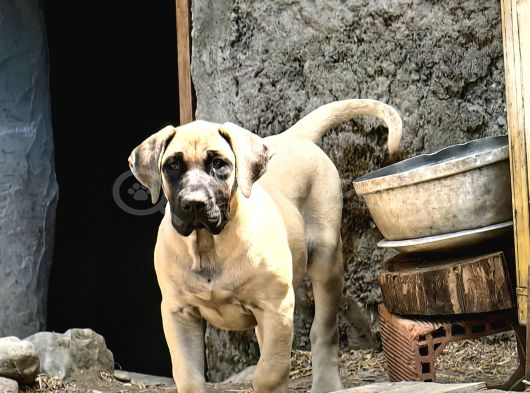Presa Canario Di̇şi̇  Yavru Şampi̇yon Exğortlaron Yavrusu görsel
