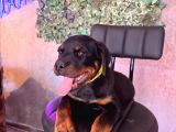 Ruhsatlı Çiftlikten Rottweiler Yavru