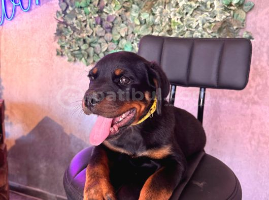 Ruhsatlı Çiftlikten Rottweiler Yavru görsel