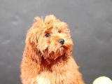 14 ŞUBAT DOĞUMLU MALTİPOO OĞLUMUZ