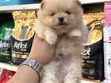 Şampi̇yon Babadan Şampi̇yon Pomeranian Yavrular