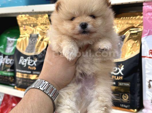 Şampi̇yon Babadan Şampi̇yon Pomeranian Yavrular görsel