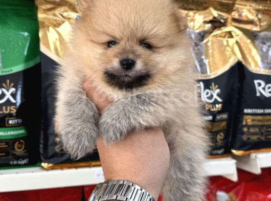 Şampi̇yon Babadan Şampi̇yon Pomeranian Yavrular görsel