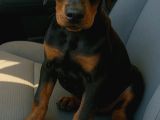 A Kali̇te Scrli̇ Erkek Doberman Yavru