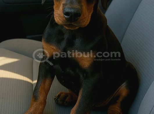 A Kali̇te Scrli̇ Erkek Doberman Yavru görsel
