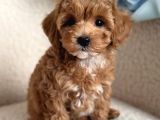 Mini boy maltipoo yavrularımız