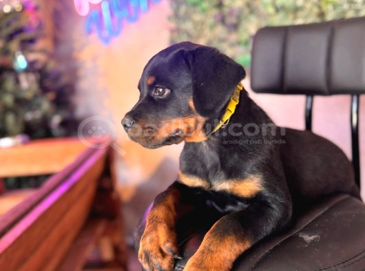Ruhsatlı Çiftlikten Rottweiler Yavru görsel