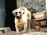 Presa Canario Di̇şi̇  Yavru Şampi̇yon Exğortlaron Yavrusu