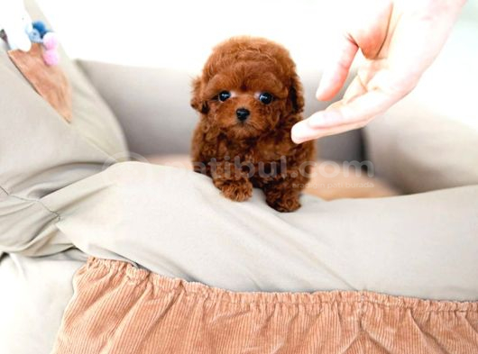 Hazi̇ran Ayi İndi̇ri̇mli̇ Toy Poodle Yavrularim görsel