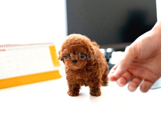 Hazi̇ran Ayi İndi̇ri̇mli̇ Toy Poodle Yavrularim görsel