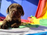 Üreti̇ci̇den A Plus Kali̇te Labrador Yavrular