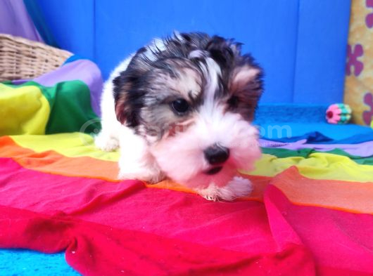 Neşe Kaynağı Orjinal Morkie görsel