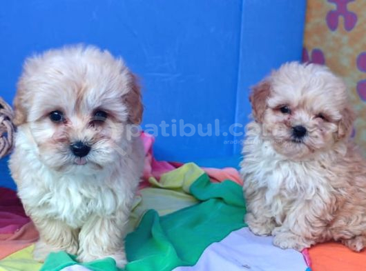 İnanilmaz Güzelli̇kte Malti̇poo Yavrular