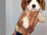 Muhteşem Cavalier King Charles