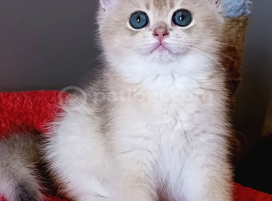 Blue Golden Dişi Yavru görsel