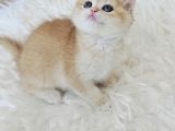 Ny12 British Shorthair