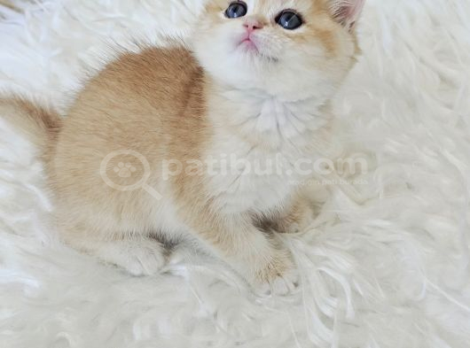 Ny12 British Shorthair görsel