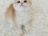 Ny12 British Shorthair
