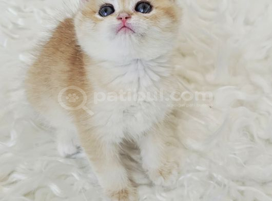 Ny12 British Shorthair