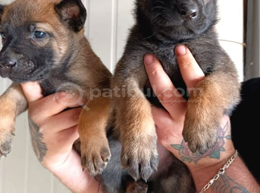 Belçika Malinois Yavrular görsel