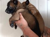 Belçika Malinois Yavrular