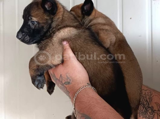Belçika Malinois Yavrular görsel