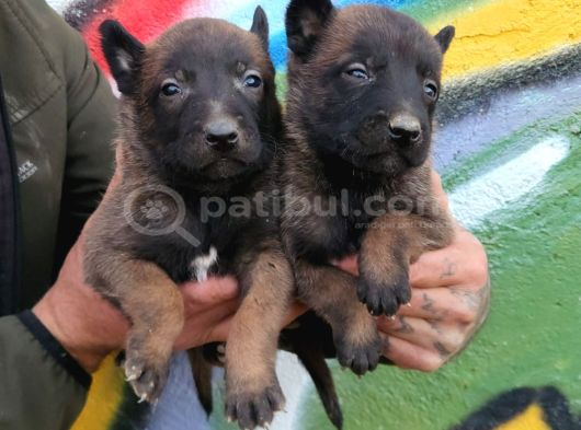 Belçika Malinois Yavrular görsel