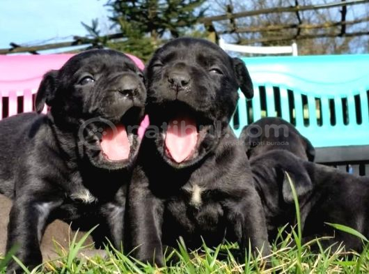 Dev Cane Corso Yavrular görsel