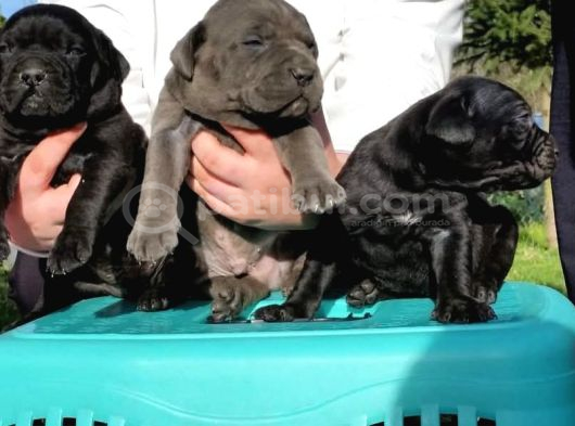 Dev Cane Corso Yavrular görsel
