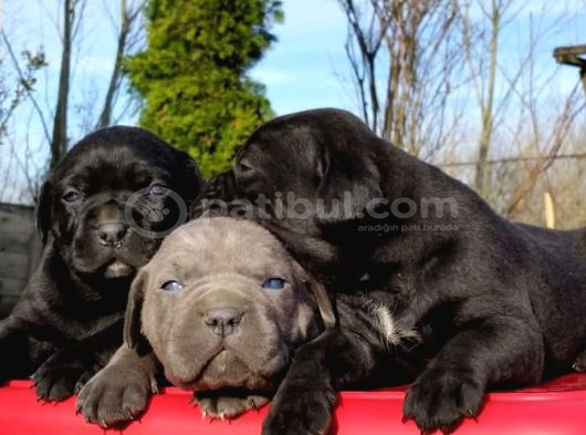 Dev Cane Corso Yavrular görsel