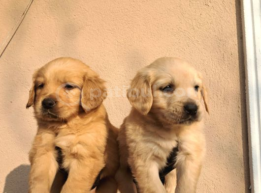 Baby Face Golden Retriever görsel