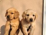 Baby Face Golden Retriever
