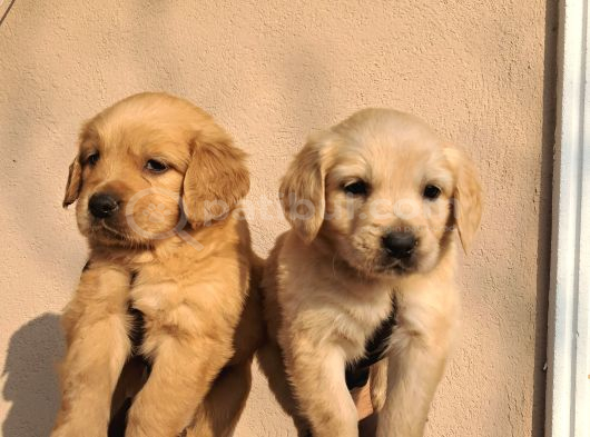 Baby Face Golden Retriever görsel