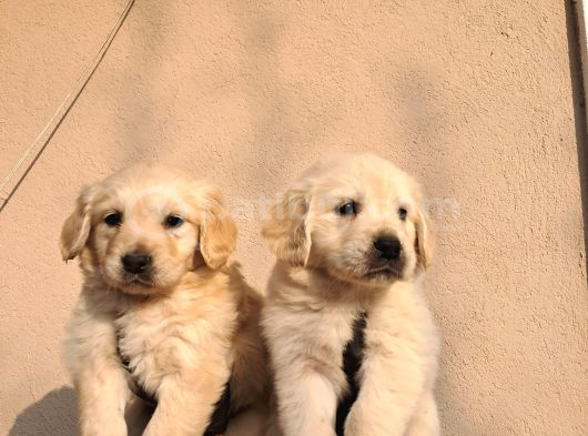 Baby Face Golden Retriever görsel