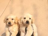 Baby face golden retriever