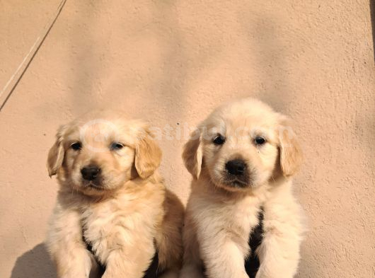 Baby Face Golden Retriever görsel