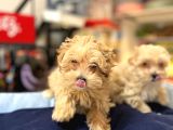 TÜY DÖKMEYEN HİPOALERJENİK SAF KAN MALTİPOO YAVRULAR