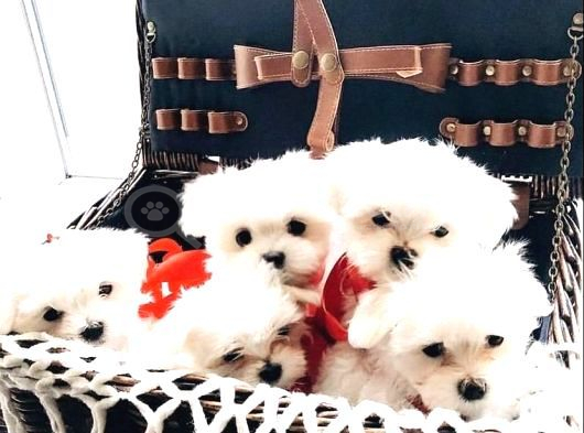 Mini Boy Maltese Yavrularımız görsel