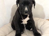 2 Aylık Dişü Cane Corso