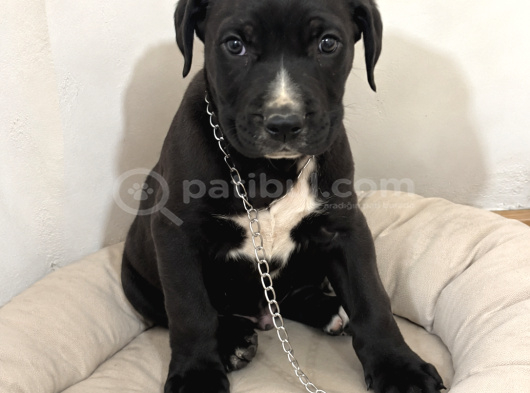 2 Aylık Dişü Cane Corso görsel
