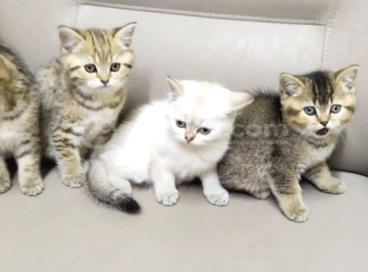Yavrularımız Yeni Sahiplerini Bekliyor görsel