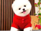 Sıfır Burun Teacup Pomerian Boo