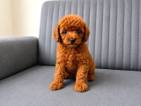 A Kali̇te Toy Poodle Yavrularimiz Hazir