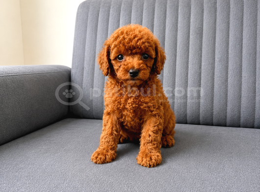 A Kali̇te Toy Poodle Yavrularimiz Hazir görsel