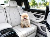 Panda Surat Pomerian Boo Ankara
