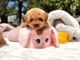 Toy Poodle Sevi̇mli̇ Yavrular Ev Üreti̇mi̇