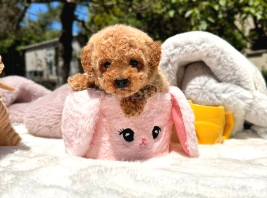 Toy Poodle Sevi̇mli̇ Yavrular Ev Üreti̇mi̇ görsel