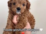 Toy Poodle Sevi̇mli̇ Yavrular Ev Üreti̇mi̇