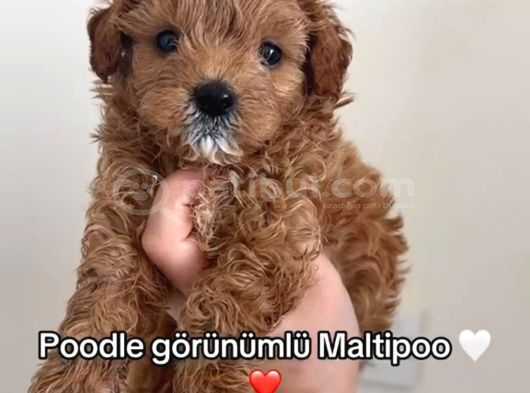 Toy Poodle Sevi̇mli̇ Yavrular Ev Üreti̇mi̇ görsel