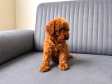 A KALİTE TOY POODLE YAVRULARIMIZ HAZIR